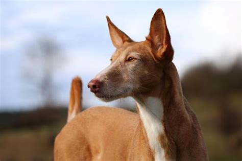 podenco valenciano|types of podenco hounds.